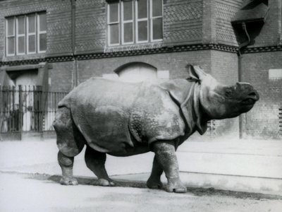 Een Indische neushoorn in de London Zoo, 1927 door Frederick William Bond