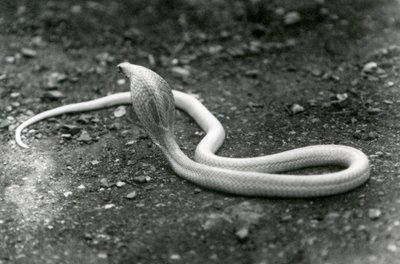 Een albino Indische brilslang met opgeheven kop en gespreide kap, London Zoo, september 1924 door Frederick William Bond