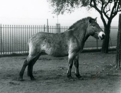 Een bedreigd Przewalski