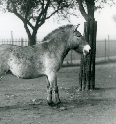 Een bedreigd Przewalski