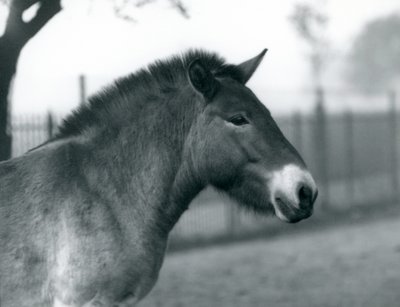 Een bedreigd Przewalski