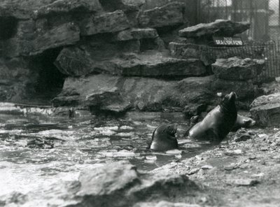 Californische zeeleeuwen met ijs op hun zwembad, London Zoo door Frederick William Bond