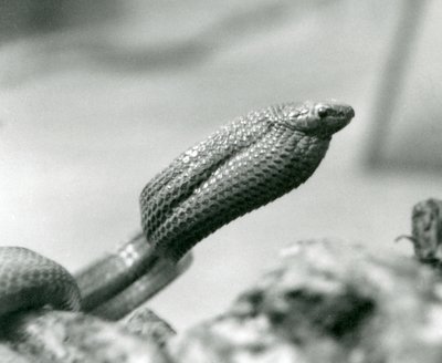 Eierslang in de London Zoo in 1930 door Frederick William Bond