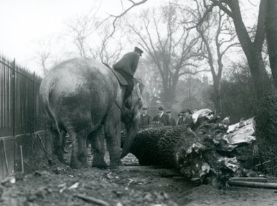 Vrouwelijke Aziatische Olifant, Indiarani, verplaatst hout met haar slurf, terwijl haar verzorger op haar rug zit en haar aanstuurt, London Zoo door Frederick William Bond