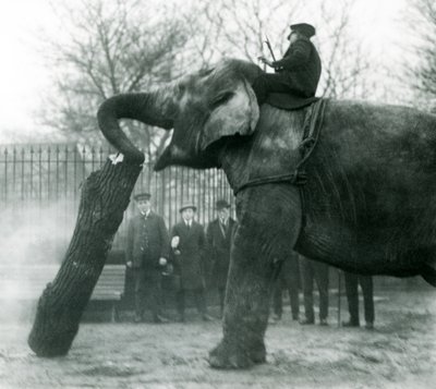 Vrouwelijke Aziatische olifant, Indiarani, verplaatst hout met haar slurf, terwijl haar verzorger op haar rug zit en haar aanstuurt, London Zoo, 1925 door Frederick William Bond