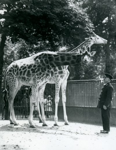 Vrouwelijke giraffen Maud en Maggie, met verzorger Ernie Professor Bowman, London Zoo door Frederick William Bond