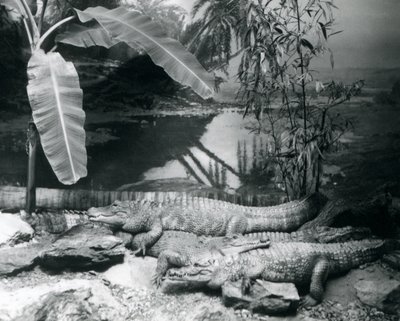 Vier alligators, in een panoramische setting met een bananenboom, in de London Zoo in 1929 door Frederick William Bond