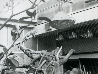 Leguanen, zonnend op takken, genietend van het kunstmatige zonlicht in hun verblijf, London Zoo, augustus 1928 door Frederick William Bond