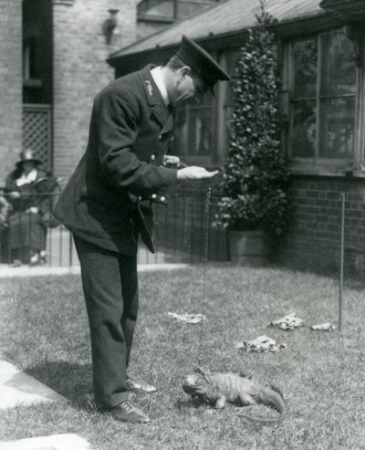 Verzorger Collins op een grasveld in de Londense dierentuin met een bewolkte rotsleguaan aan een lijn, Londense dierentuin, 1924 door Frederick William Bond