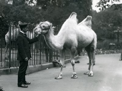Keeper W. Styles met een Bactrische kameel in de dierentuin van Londen, juli 1914 door Frederick William Bond