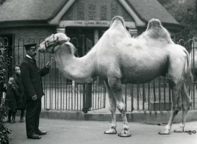 Beheerder W. Styles, met een Bactrische kameel, buiten het Llama House in de dierentuin van Londen, juli 1914 door Frederick William Bond