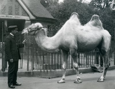 Beheerder W. Styles, met een Bactrische Kameel, buiten het Lama Huis in de Dierentuin van Londen, juli 1914 door Frederick William Bond