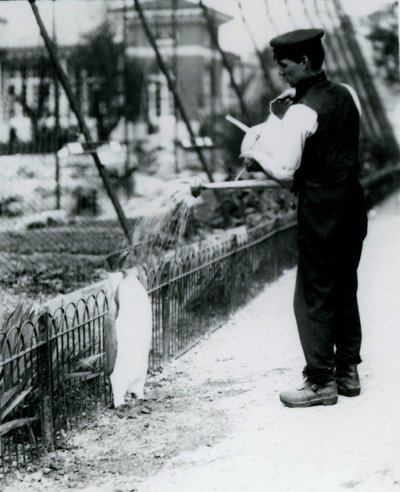 Koningspinguïn, krijgt een douche van verzorger Harry Munro met een gieter in de London Zoo mei 1914. Munro werd gedood in de Eerste Wereldoorlog, nadat hij in het leger had gediend, in luchtschepen en op anti-onderzeeër door Frederick William Bond