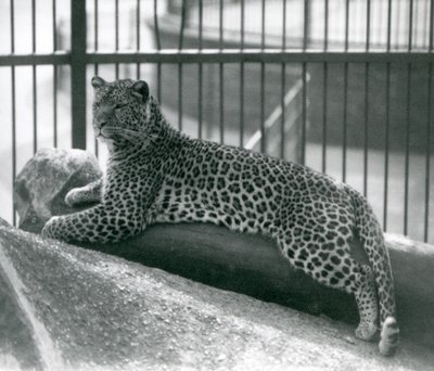 Luipaard Rex liggend op een boomstam in zijn verblijf in de London Zoo in juli 1925 door Frederick William Bond