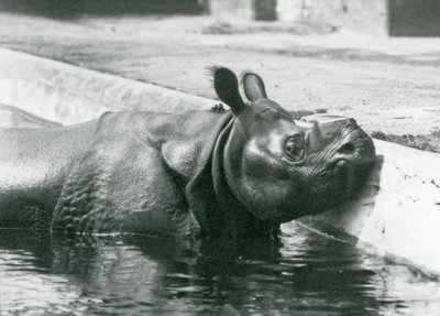 Mannelijke Indische Neushoorn Felix geniet van een bad in zijn zwembad in de Londense Zoo in juni 1928 door Frederick William Bond