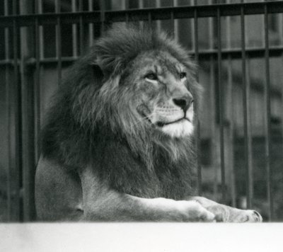 Mannelijke Leeuw Kuja liggend in zijn verblijf in de London Zoo door Frederick William Bond