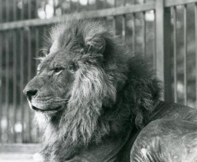 Mannelijke Leeuw Toto ligt in zijn verblijf in de Londense Zoo in september 1927 door Frederick William Bond