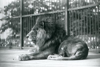 Mannelijke Leeuw Toto ligt in zijn verblijf in de Londense Zoo in september 1927 door Frederick William Bond