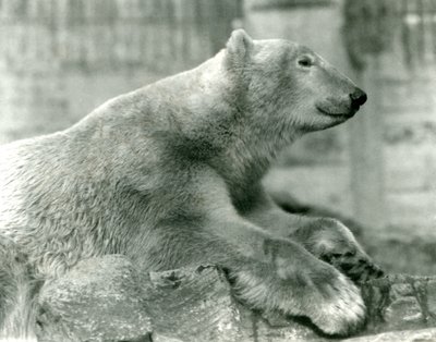 IJsbeer Sam rustend op rotsen op de Mappin Terrassen, London Zoo door Frederick William Bond