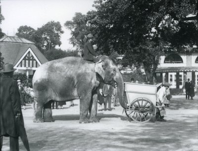 Syed Ali rijdt op Indiarani achter een kruiwagen, London Zoo, oktober 1925 door Frederick William Bond