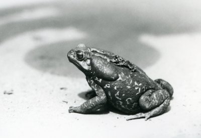 De grootste en kleinste pad in de menagerie in augustus 1928 door Frederick William Bond