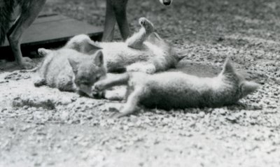 Drie coyote pups rollend op de grond, aan de voeten van hun moeder, London Zoo door Frederick William Bond