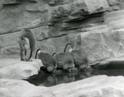 Drie Heilige Baviaan drinken uit een poel in hun rotsachtige verblijf terwijl een vierde wegloopt, London Zoo, juni 1925 door Frederick William Bond