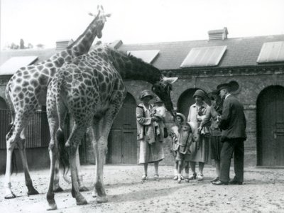 Drie dames met drie kleine kinderen bezoeken de Giraffe in hun paddock buiten het Giraffenhuis, London Zoo, juli 1926 door Frederick William Bond