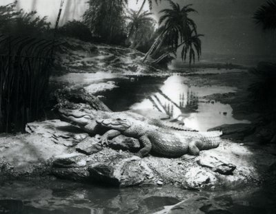Twee Alligators in een panoramische setting, London Zoo, juni 1927 door Frederick William Bond