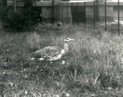 Twee Arabische Trappen staand in hun verblijf in London Zoo, september 1927 door Frederick William Bond