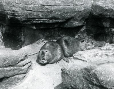Twee coypu