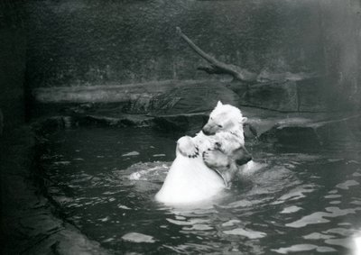 Twee ijsberen, waaronder een jong, knuffelen en spelen in een zwembad in de London Zoo, juni 1922 door Frederick William Bond