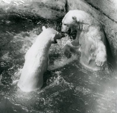 Twee ijsberen spelen in hun zwembad. London Zoo in 1926 door Frederick William Bond