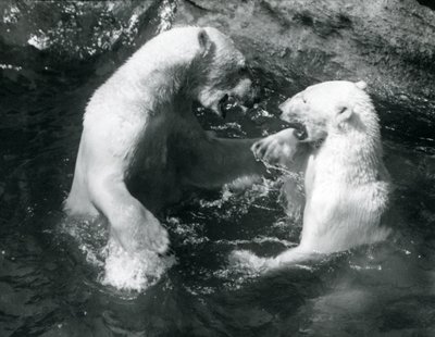 Twee IJsberen spelend in hun zwembad in de London Zoo in 1926 door Frederick William Bond