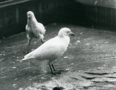 Twee Sneeuwschedebillen staand en lopend op de grond in de London Zoo, augustus 1927 door Frederick William Bond
