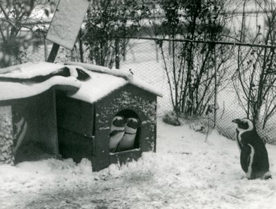 Twee bedreigde zwartvoetpinguïns kijken uit hun nestkast, in de sneeuw, terwijl een andere toekijkt, London Zoo, 1924 door Frederick William Bond