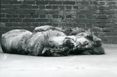 Twee leeuwen die slapen met hun poten om elkaar heen, London Zoo door Frederick William Bond