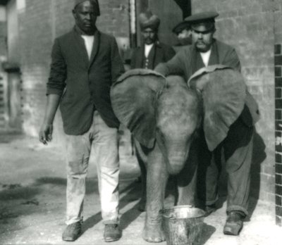 Jonge Afrikaanse olifant Kiberenge, drinkend uit een emmer, met trainers Darish en Syed Ali, en verzorger H. Robertson in 1923 door Frederick William Bond