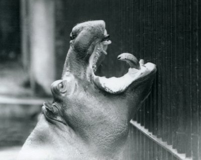 Jonge nijlpaard Bobbie in de London Zoo, 1927 door Frederick William Bond