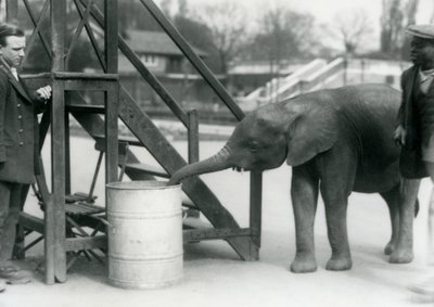 Jonge vrouwelijke Afrikaanse dwergolifant Oojah onderzoekt een vat met haar slurf, terwijl haar verzorger en trainer toekijken, London Zoo, juli 1925 door Frederick William Bond