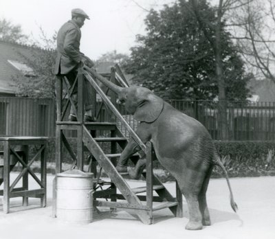 Jonge vrouwelijke Afrikaanse Dwergolifant Oojah met haar voorpoten op de inschepingsstappen, reikend naar haar trainer, die op de bovenste trede staat, met haar slurf, London Zoo, juni 1925 door Frederick William Bond