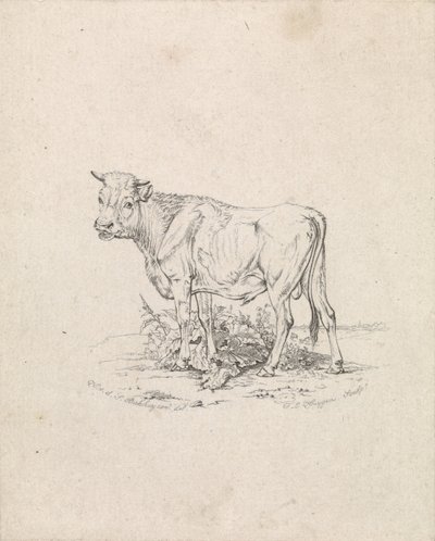 Stier door Frederik Lodewijk Huygens