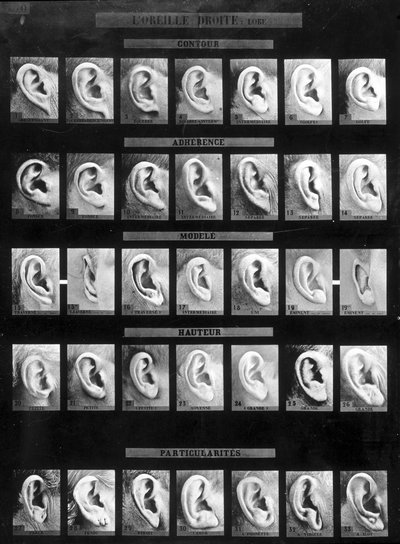 Antropometrische classificatie en identificatie van het Bertillon-systeem: vergelijking van verschillende soorten rechte oren (oorlel). Eind 19e eeuw. door French Photographer