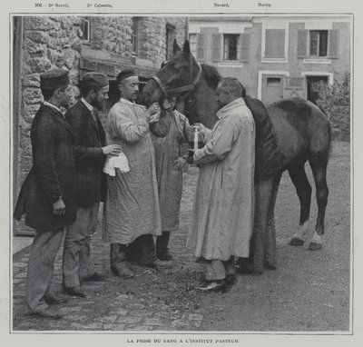 Een bloedmonster nemen van een paard bij het Institut Pasteur, Parijs door French Photographer