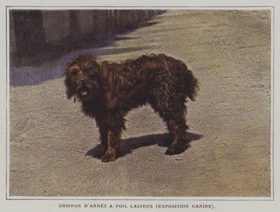Wollige Griffon door French Photographer