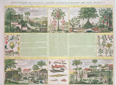 Beschrijving van planten, bomen, dieren en vissen gevonden in de Antillen, illustratie uit Histoire Generale des Antilles Habitees par les Francois Vol. 2 door Jean Baptiste Du Tertre (1610-1687) door French School