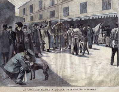 Een kameel wordt behandeld aan de Veterinaire School van Maison-Alfort. Illustratie uit 1899 in 