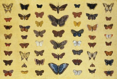 Een collage van vlinders en motten waaronder de Camberwell Beauty, de Britse Koningspage, de zeldzame Koningspage, de Pauwoog en de Kleine Vos, c.1830 door French School