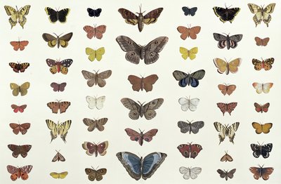 Een collage van vlinders en motten waaronder de Camberwell Beauty, de Britse Koningspage, de Zeldzame Koningspage, de Pauw en de Kleine Vos, ca. 1830 door French School