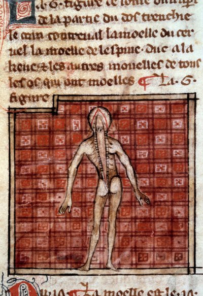 Anatomische figuur: schil, open rug, toont de hersenen en het ruggenmerg. Miniatuur uit het manuscript 